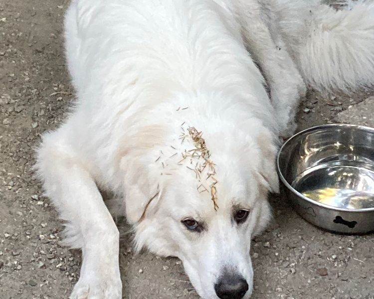 raw wholesome dog food - home 2 2 1500x1500 1507d4e8