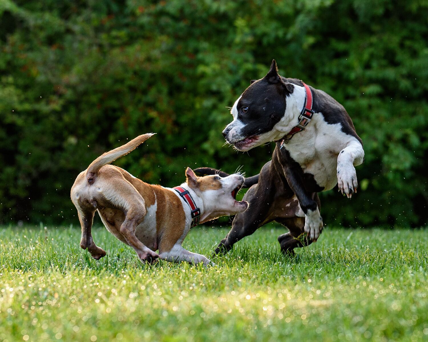 raw wholesome dog food - reasons 1 1500x1200 2263fb77