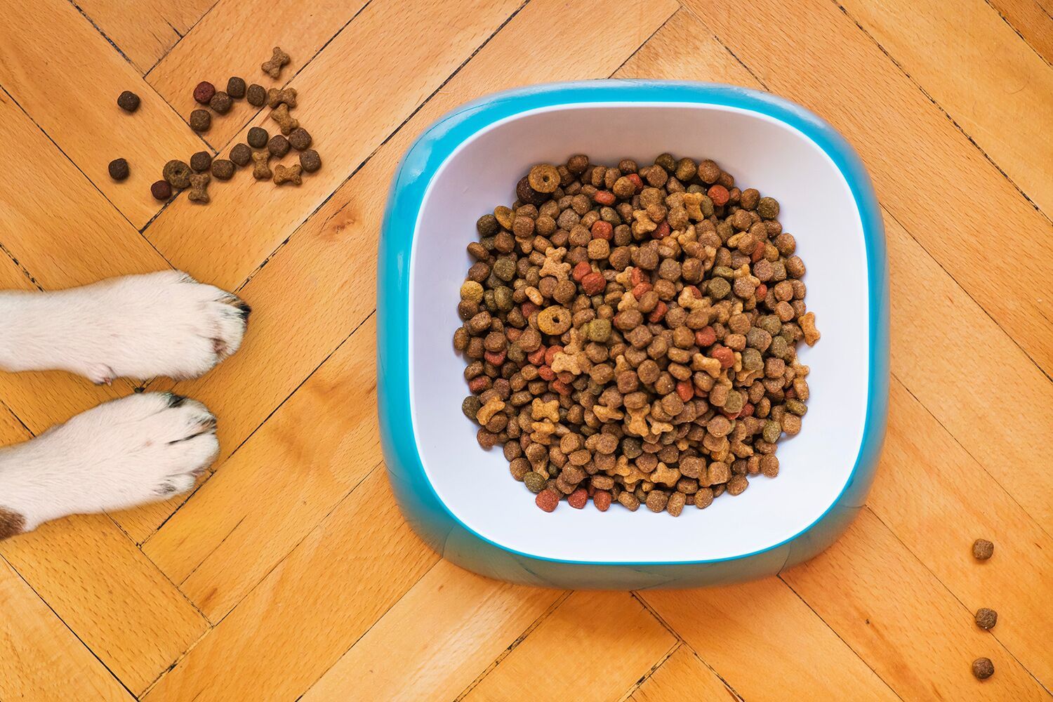 raw wholesome dog food - dry dog food 1500x1000 2c372675