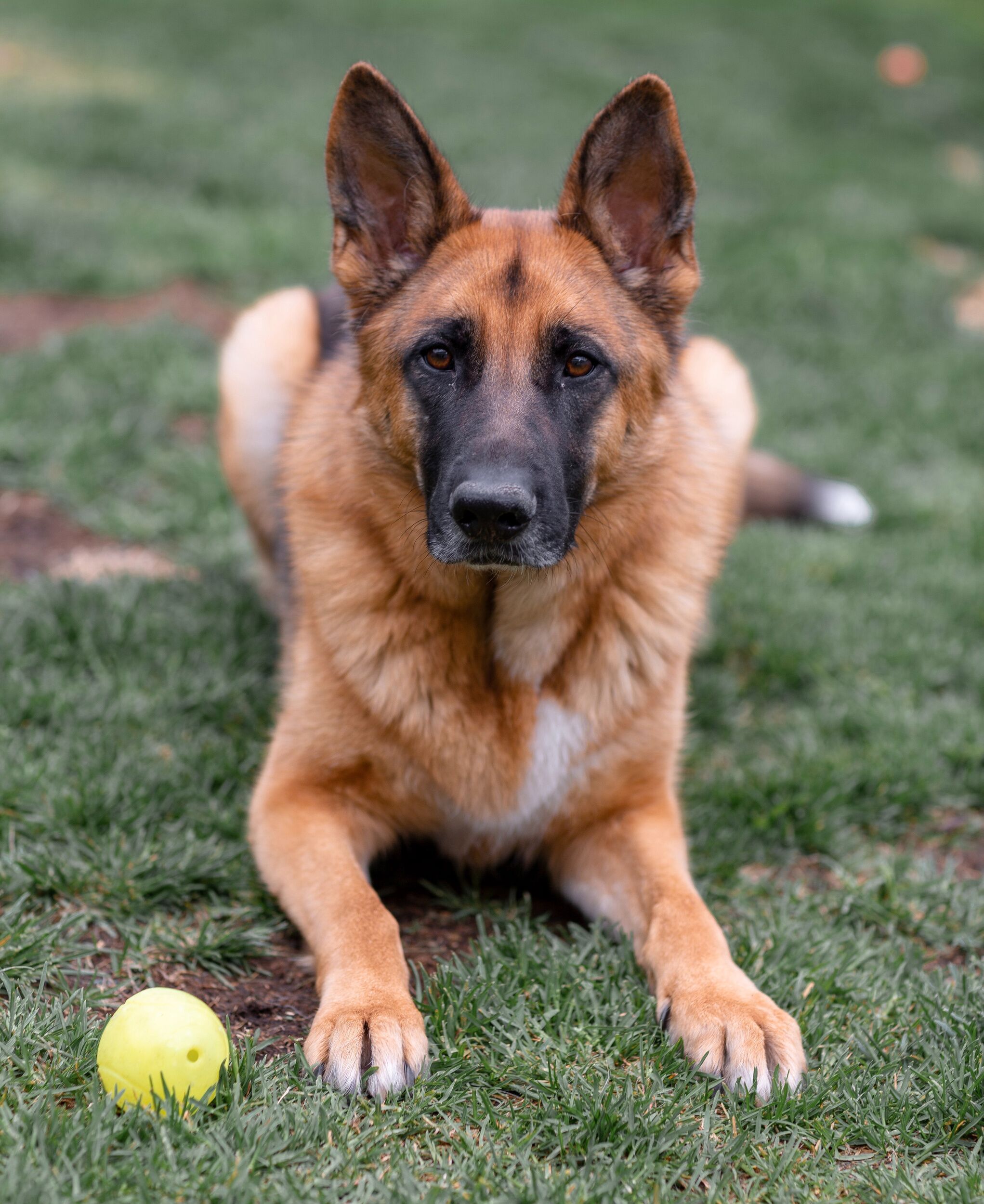 raw wholesome dog food - commitments personalized service 2043x2500 37bc0a9e