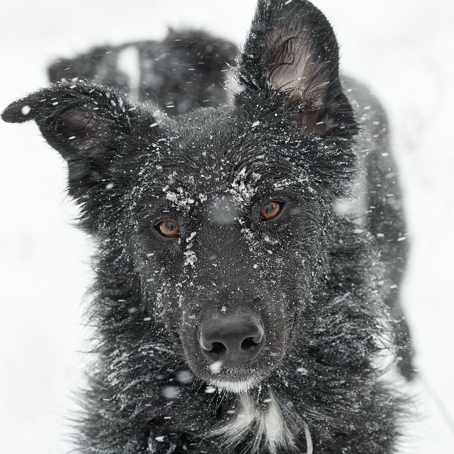 raw wholesome dog food - wolf sq 1500x1500 4f70d077