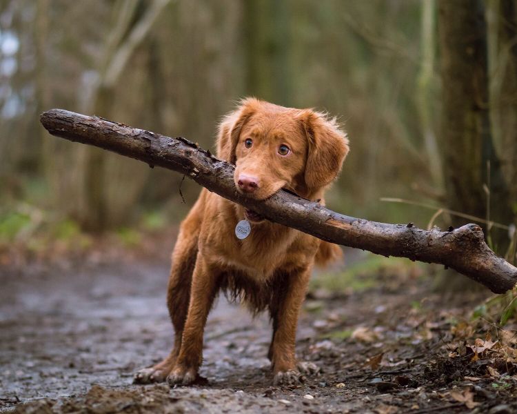 raw wholesome dog food - home 1 2 sq 1500x1500 563d3900