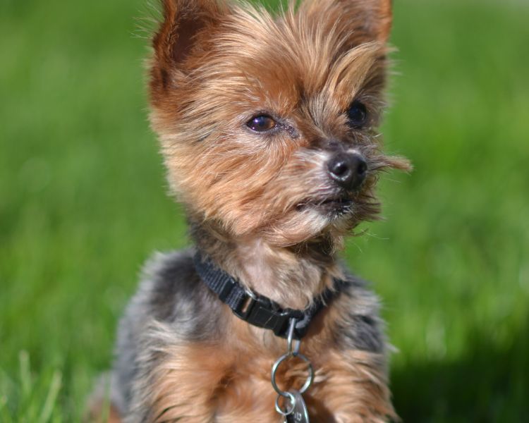 raw wholesome dog food - home 4 1 2500x2500 810bb95a