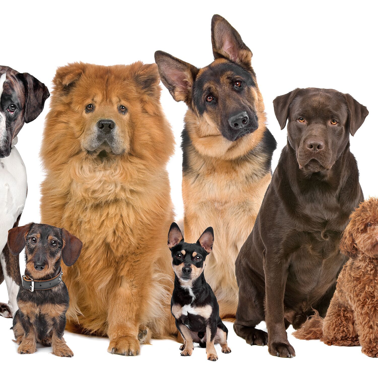 raw wholesome dog food - dog species center crop sq 1500x1500 9a7c973e