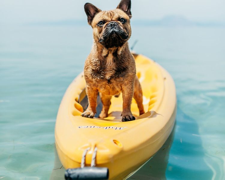 raw wholesome dog food - home1 sq 1500x1500 9b3e5915