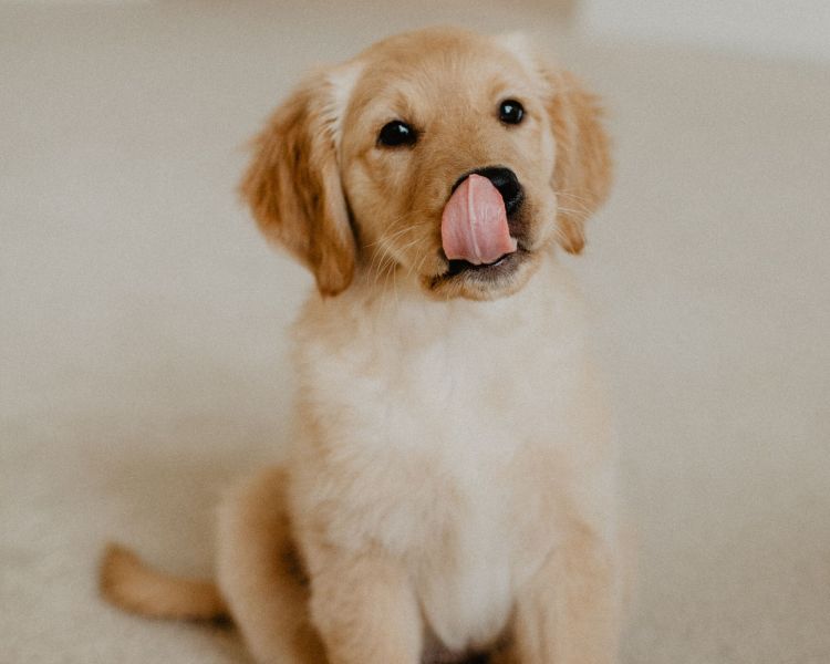 raw wholesome dog food - home 2 1 2500x2500 a4b2131d