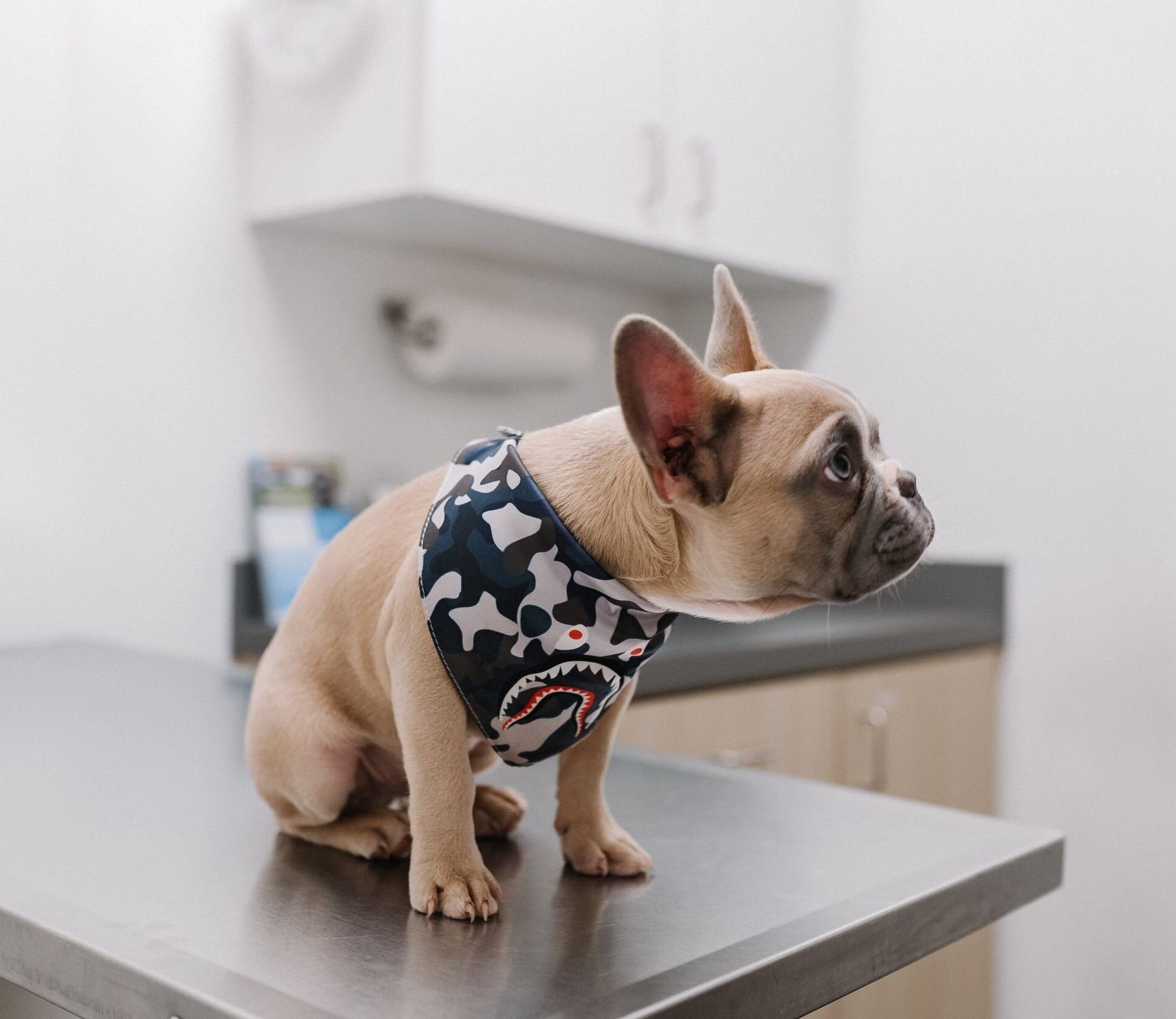 raw wholesome dog food - photo 1630359486912 4b085e38f1e7 2500x1670 e1632904829202 a67c1c2e