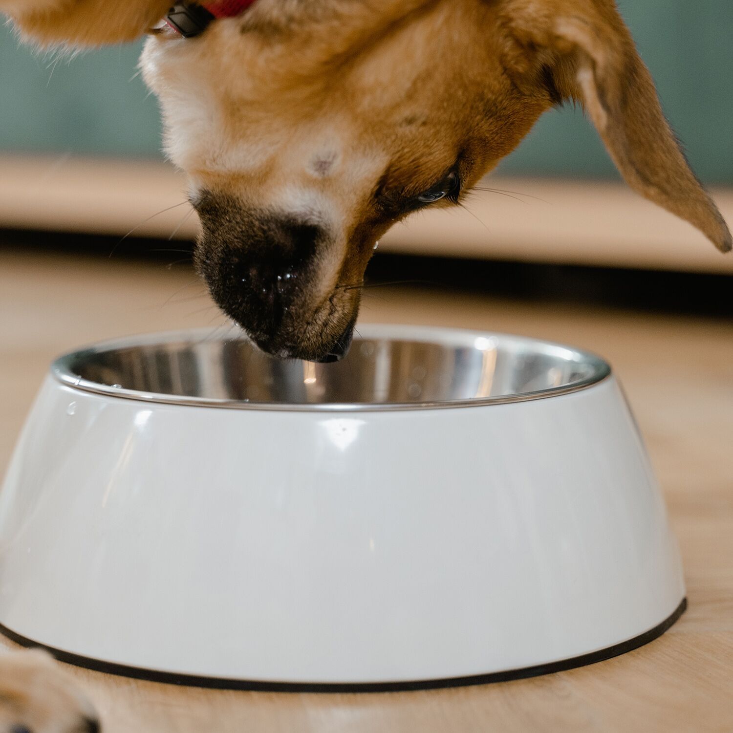 raw wholesome dog food - dog bowl 1500x1500 a9637505