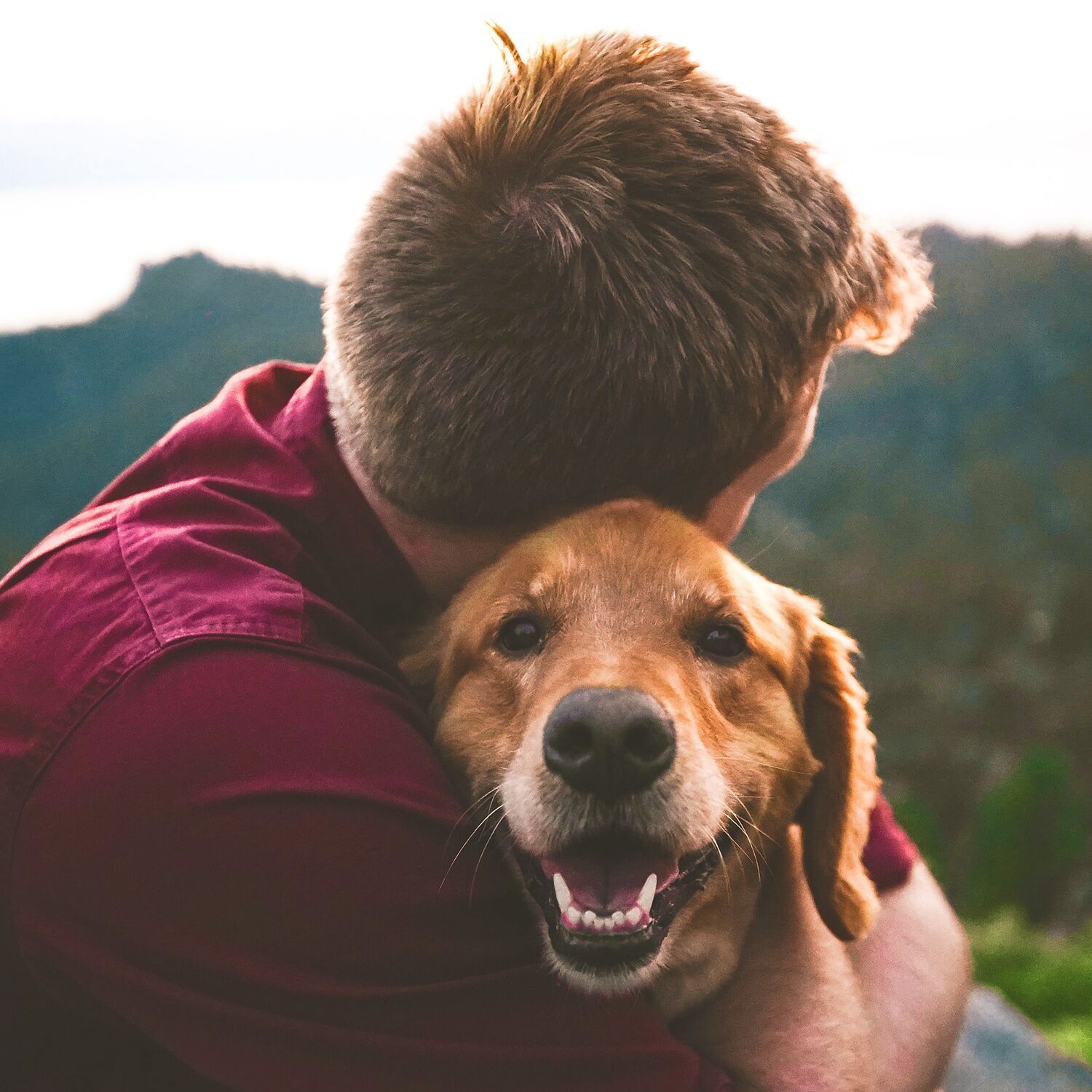 raw wholesome dog food - family love sq 1500x1500 bd97f45f