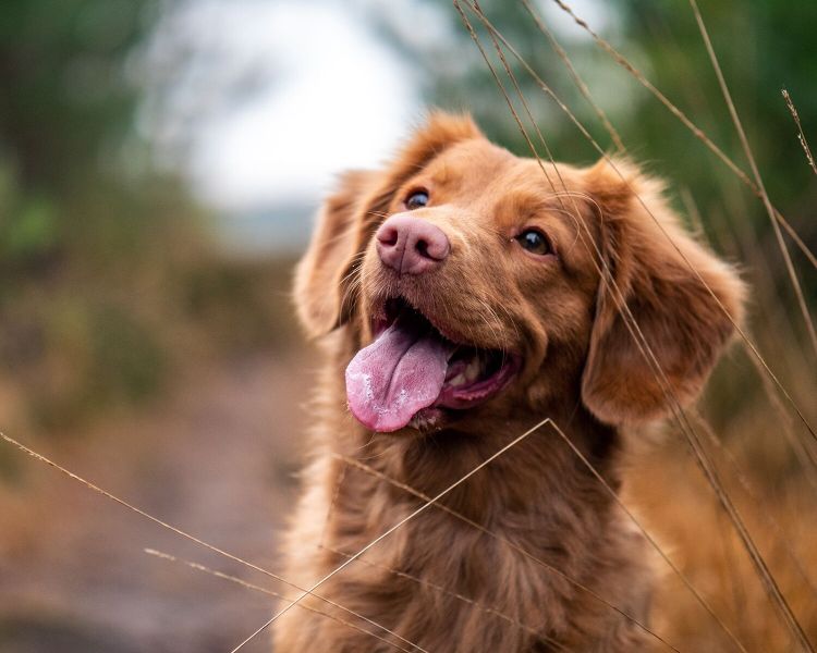 raw wholesome dog food - home 3 2 1500x1500 c3f22a56