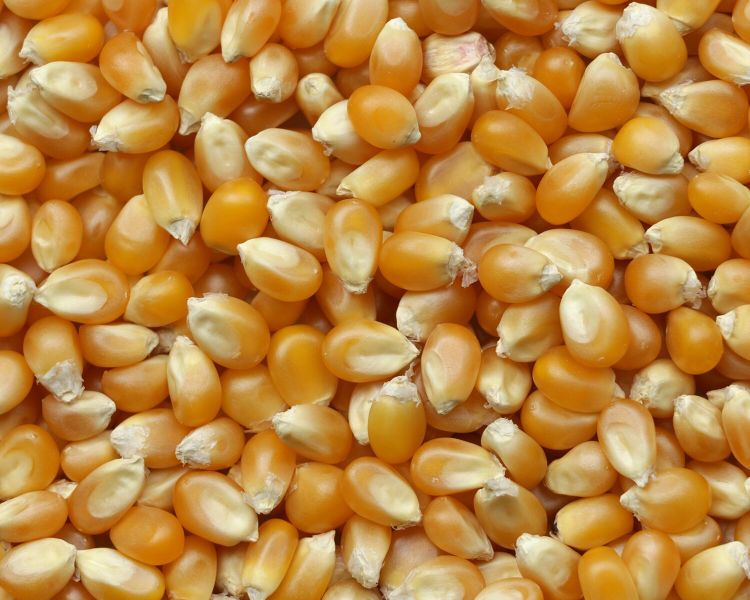 raw wholesome dog food - home 3 1 1500x1500 fda1c3ca